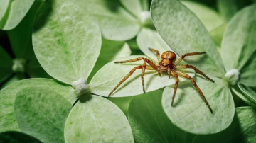Kā neļaut zirnekļiem iekļūt mājoklī: trīs pārbaudīti aromāti, kas darbojas kā barjera
