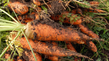 Nātru un rauga uzlējums burkānu kopšanai: dabiska metode ražas stiprināšanai
