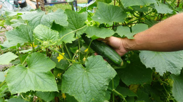 Kad 2026. gadā vislabāk stādīt gurķus: tautas gudrības un praktiski padomi