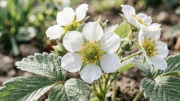 Zemeņu sargāšana no pavasara salnām: drošākie paņēmieni un biežākās kļūdas