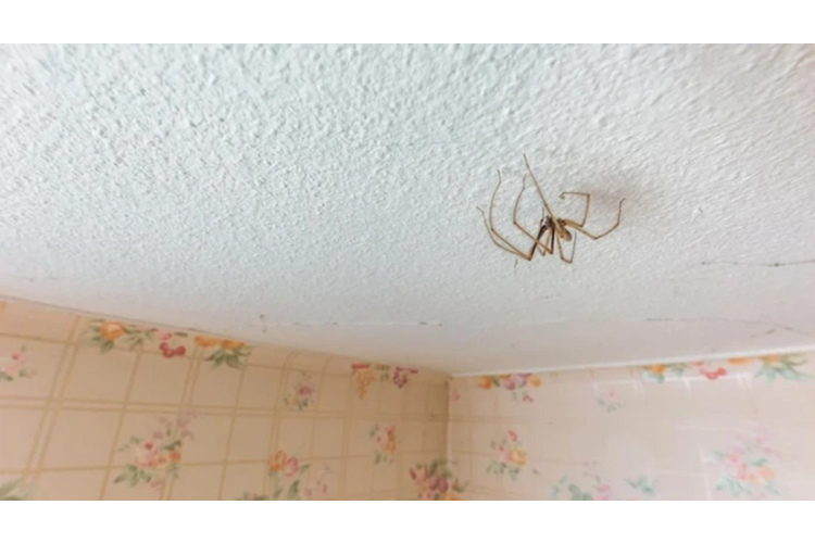 Zirnekļi mājoklī – kāpēc tos labāk pārvietot uz pagrabu, nevis lauku