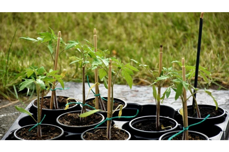 Dabīgi risinājumi spēcīgu tomātu stādu audzēšanai mājās