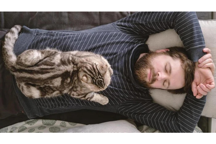 Noskaidrots, kāpēc kaķi labprāt guļ uz cilvēka: iemesli un dzīvnieku uzvedības loģika