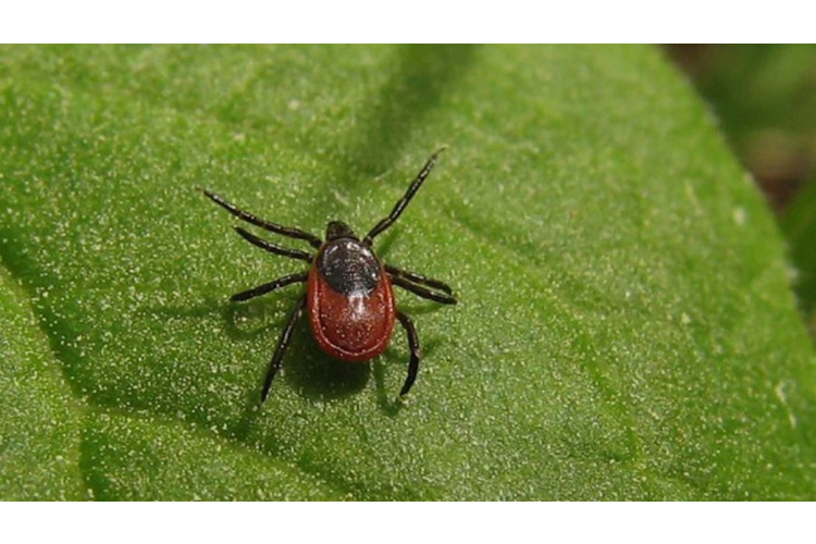 Plānojam dārzu gudri: augi, kas dabiski palīdz ierobežot ērču izplatību