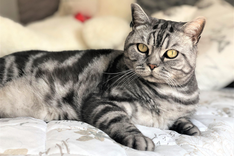 Kopīga iezīme, kas vieno cilvēkus, kuri izvēlas gulēt kopā ar saviem mājdzīvniekiem