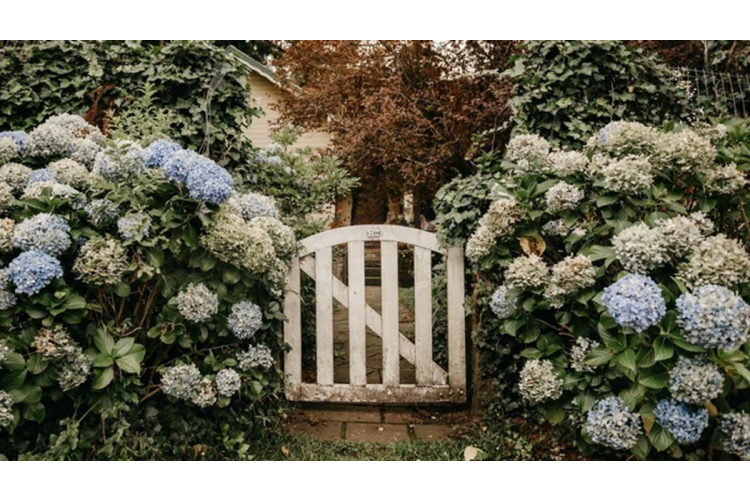 Ko dārzā apgriezt aprīlī: augi, kuriem pavasara kopšana ir izšķiroša