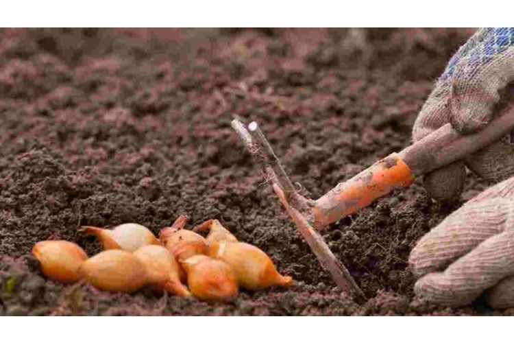 Kā sagatavot augsni un stādīšanas bedrītes lielu sīpolu ražai