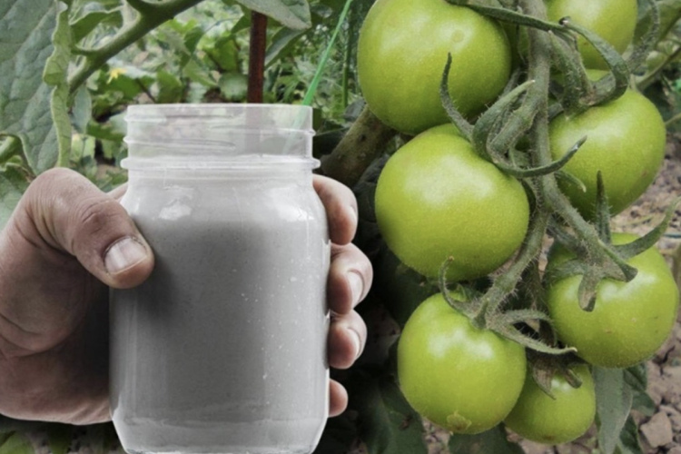 Tomātu stādīšana: vienkāršs paņēmiens augu spēka un ražības palielināšanai