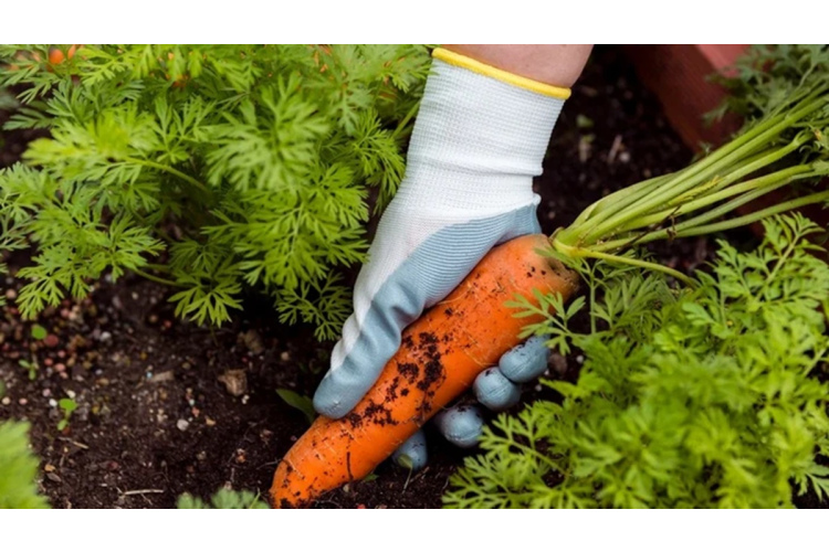 Praktiski padomi dārza darbiem aprīlī: ko sēt un stādīt agrākai ražai