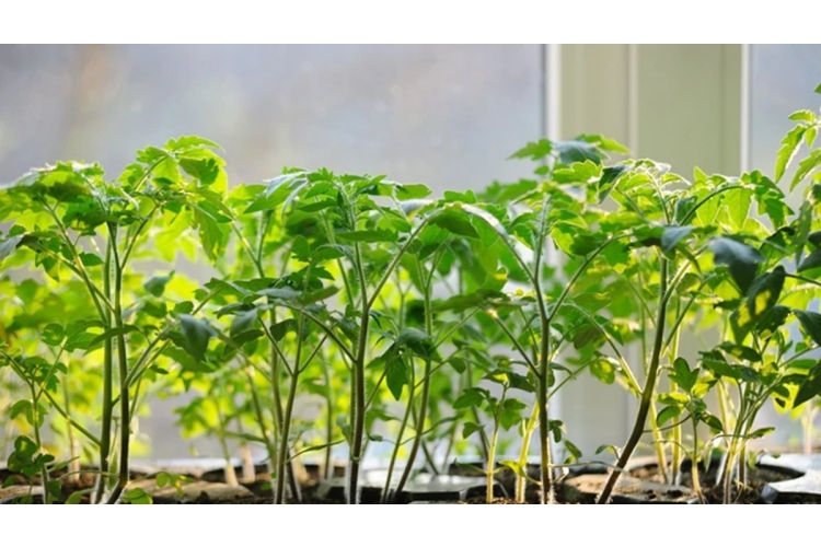 Biežākā kļūda tomātu audzēšanā, kas vājina augu sakņu sistēmu