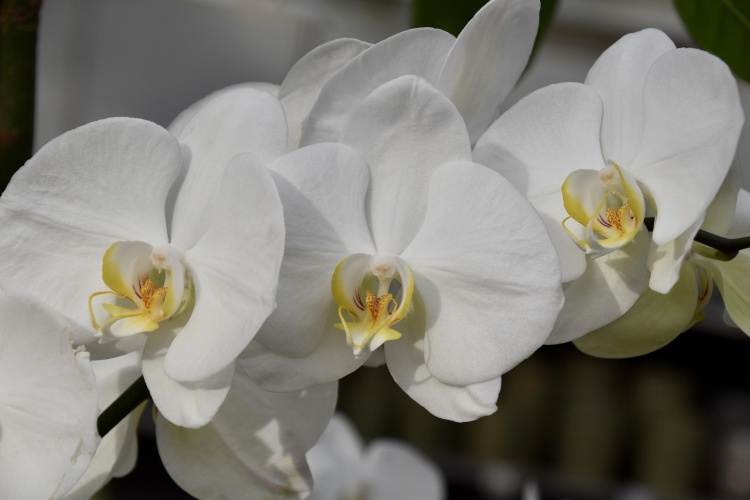 Kāpēc dārznieki orhideju mēslošanai izmanto banānu mizas: trīs vienkārši veidi