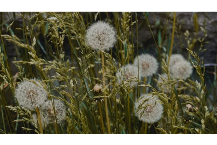 Praktiski dārznieku padomi zāliena kopšanai un efektīvai cīņai ar nezālēm