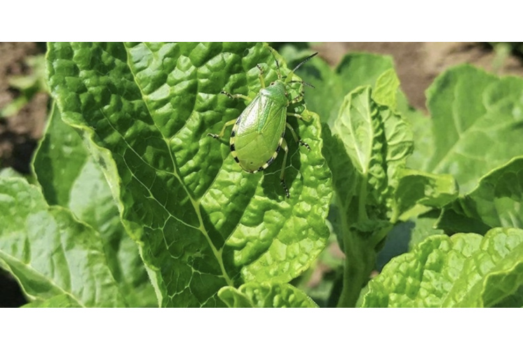 Vienkāršs un pārbaudīts veids, kā pasargāt istabas augus no laputīm