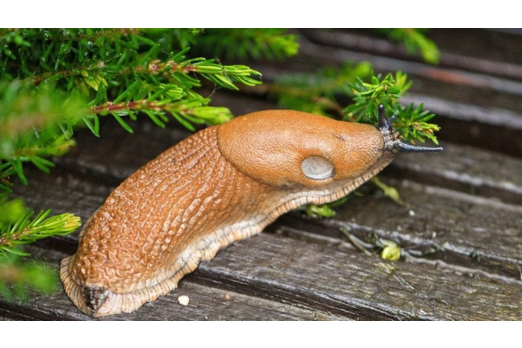 Gliemežiem nepatīkams kaimiņš: kāds augs spēj pasargāt dārza dobes