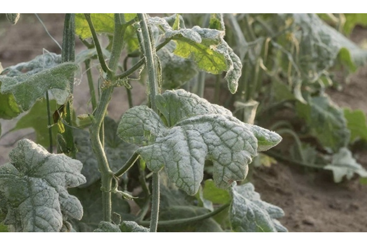 Vienkāršs veids, kā pasargāt gurķus no miltrasas un saglabāt ražu līdz salnām