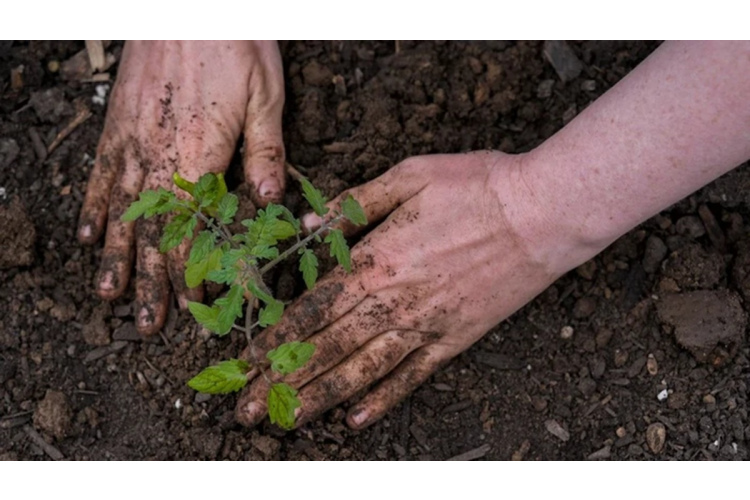 Tomātu un paprikas stādīšana: kā sagatavot augsni bagātīgai ražai