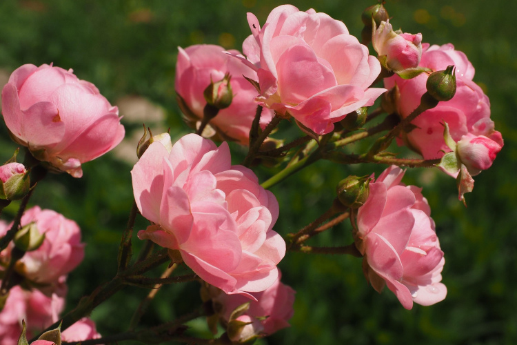 Pulksten 11.00 likums rožu dārzā: kāpēc laistīšanu labāk pabeigt laicīgi