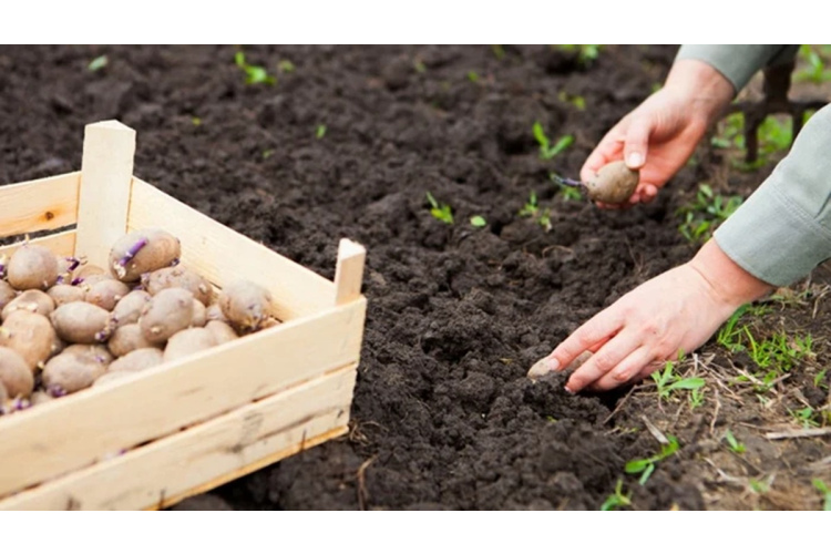 Vectēva padoms, kā mēslot kartupeļus stādīšanas laikā, lai iegūtu lielu ražu