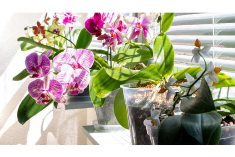 Kāpēc puķes nezied? Trīs vienkāršas vides izmaiņas, kas liek telpaugiem atplaukt