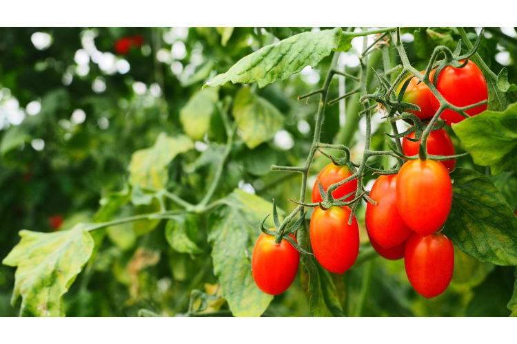 Saldāki tomāti bez minerālmēsliem: Trīs metodes dārza ražas uzlabošanai
