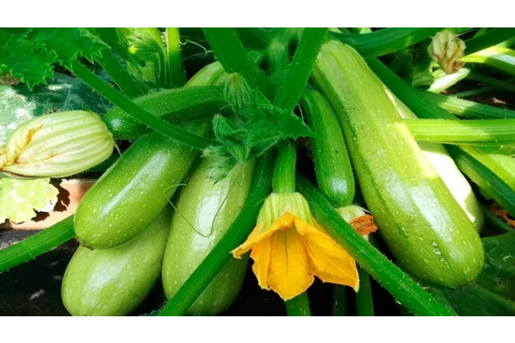 Dārza plānošanas knifi: dārzeņi, kas palīdz kabačiem augt griezdamies