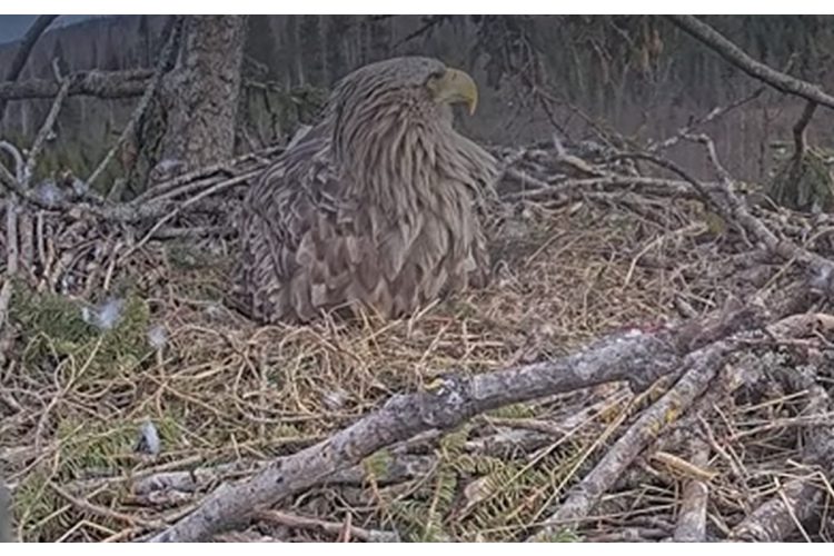 Durbes ligzdā izšķīlies pirmais jūras ērgļu mazulis