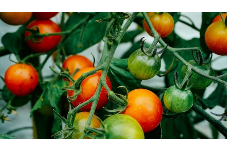 Tomātu aizsardzība pret lakstu puvi un pareiza augsnes sagatavošana