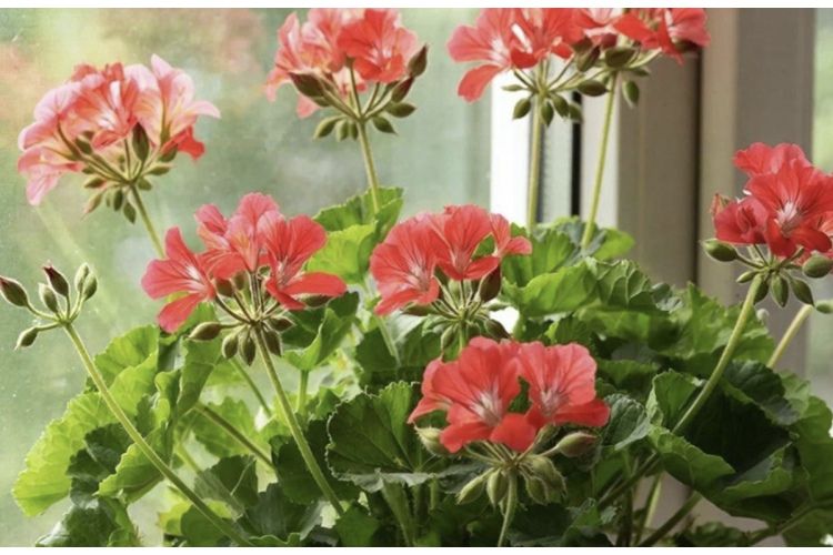 Mēslošanas knifi ģerānijām: kā nodrošināt augam enerģiju bez gataviem maisījumiem