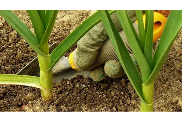 Vienkāršs veids, kā novērst ķiploku un sīpolu lapu dzeltēšanu dārzā