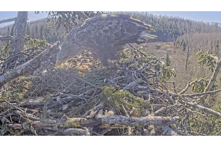 Jaunumi Durbes mežos: jūras ērgļu ligzdā izšķīlušies mazuļi