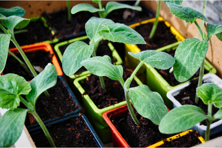 Kabaču sēšana dārzā: piemērotākie laiki un nosacījumi 2026. gada pavasarī