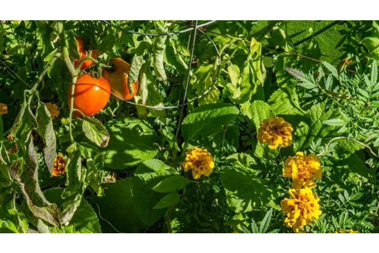 Dārzeņu kaimiņbūšana: kā atšķirt noderīgus padomus no dārza mītiem