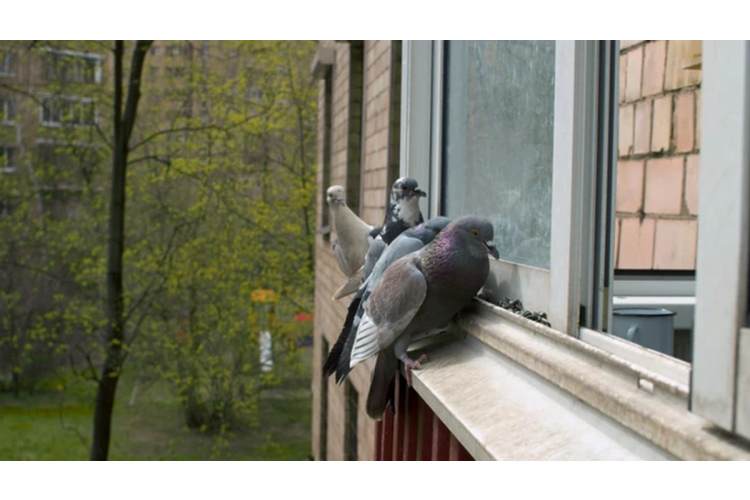 Praktiski risinājumi balkona un palodžu pasargāšanai no pilsētas putniem
