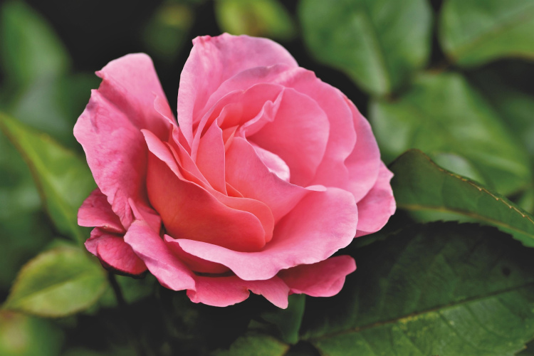 Ar ko papildināt laistāmo ūdeni, lai rozes veidotu jaunus pumpurus līdz pat rudenim