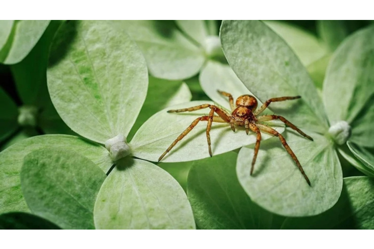 Kā neļaut zirnekļiem iekļūt mājoklī: trīs pārbaudīti aromāti, kas darbojas kā barjera
