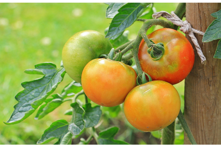 Augu saderība dārzā: ko nekādā gadījumā nestādīt līdzās tomātu krūmiem