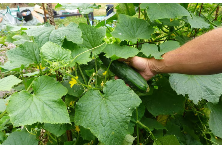 Kad 2026. gadā vislabāk stādīt gurķus: tautas gudrības un praktiski padomi