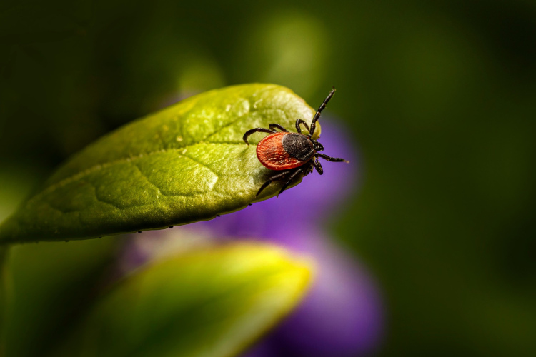 Pēc sniegotas ziemas gaidāma augsta ērču aktivitāte: cik iedzīvotāju ir gatavi sezonai