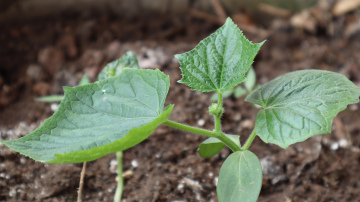 Kāpēc gurķus ieteicams stādīt pa diviem vienā bedrītē: agronoma metode