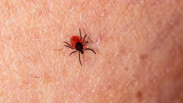 Kā apģērba krāsa ietekmē ērču piesaistīšanu: praktiski ieteikumi drošībai
