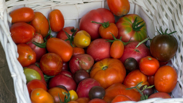 Tomātu krūmu veidošana agrākai ražai: četru ķekaru metode