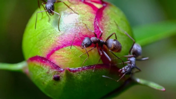 Skudru parādīšanās uz peoniju pumpuriem un dārza uzraudzība