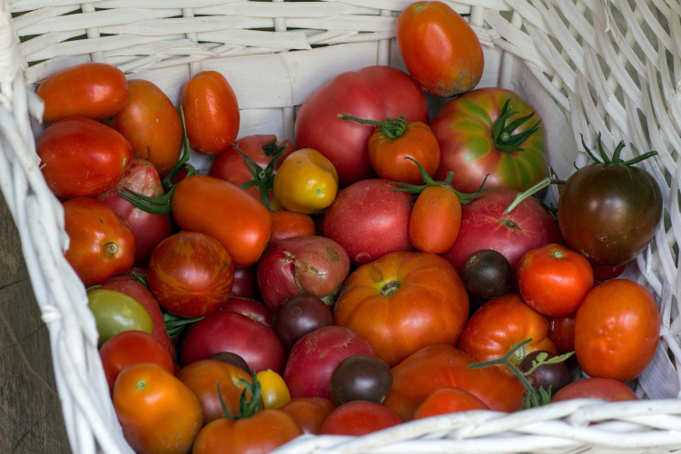 Tomātu krūmu veidošana agrākai ražai: četru ķekaru metode