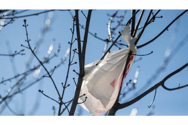 Kāpēc vecais vīrs katru pavasari savā dārzā piekarina plastmasas maisiņu pie koka