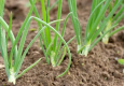 Sīpolu kopšana vasaras sākumā: kā pareizi mēslot un pasargāt ražu jūnijā