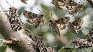 Kā pasargāt ābeles no sīkkodes: trīs vienkārši un efektīvi paņēmieni dārzā