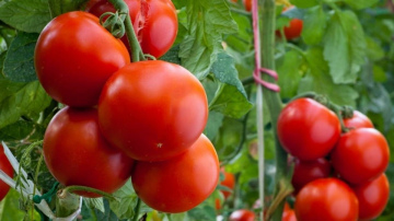 Tomātu kopšana ziedēšanas periodā: praktiski ieteikumi labākai ražai