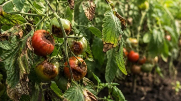 2 tautas metodes pret lakstu puvi: kā pasargāt tomātus, papriku un kartupeļus