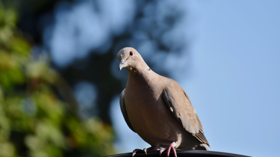 Praktisks ceļvedis: kā pasargāt balkona margas un palodzes no pilsētas putniem